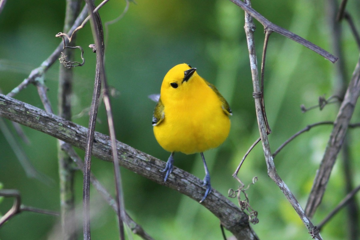 Prothonotary Warbler - ML53964051