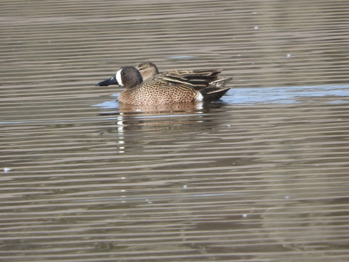 Blue-winged Teal - Scott Gibson