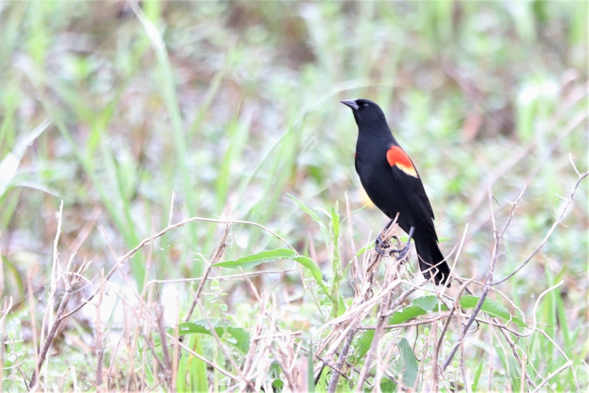 Red-winged Blackbird - ML539646381