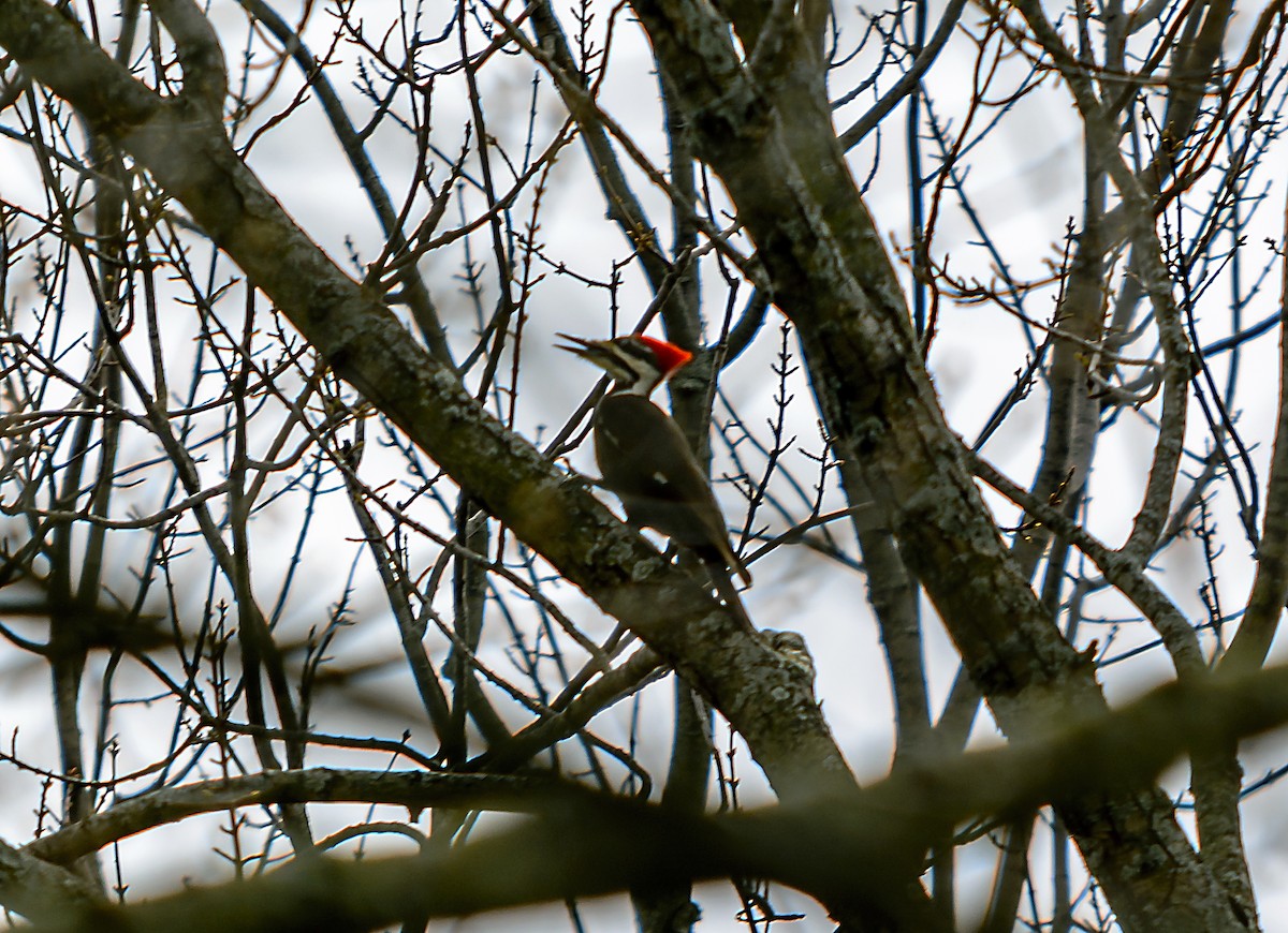 Pileated Woodpecker - Dave Weth