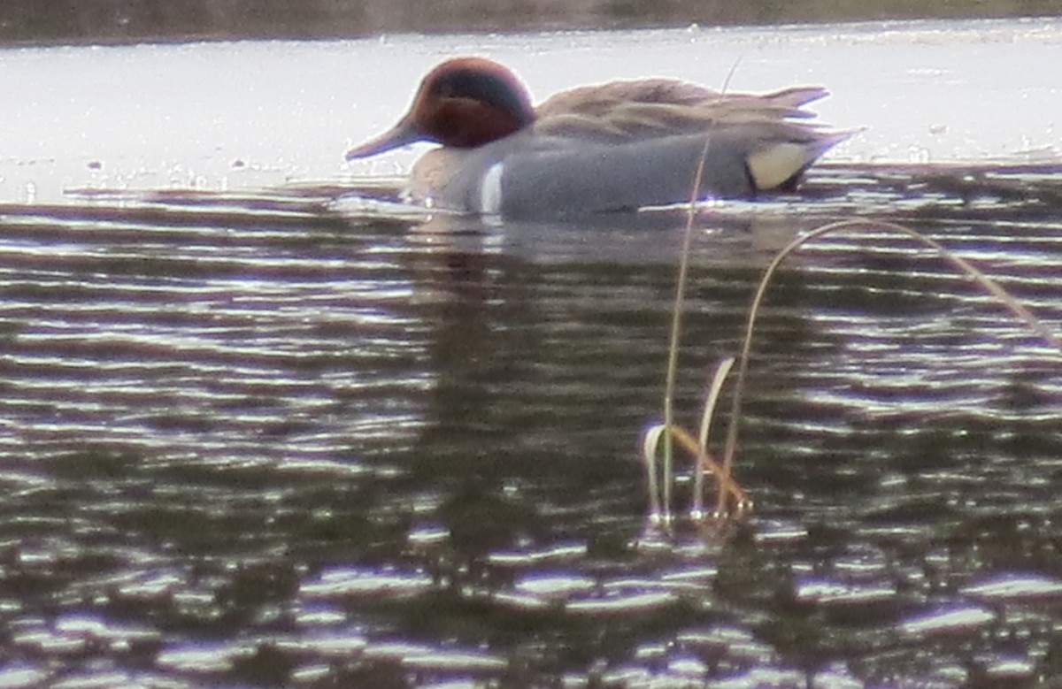 Green-winged Teal - ML53965271
