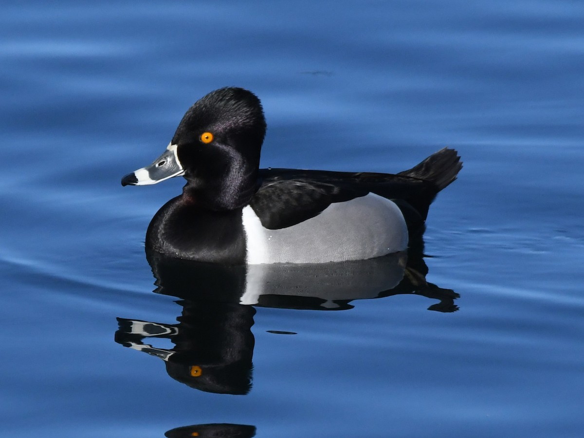 Ring-necked Duck - ML539653661