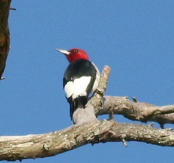 Red-headed Woodpecker - Patricia Verbovszky