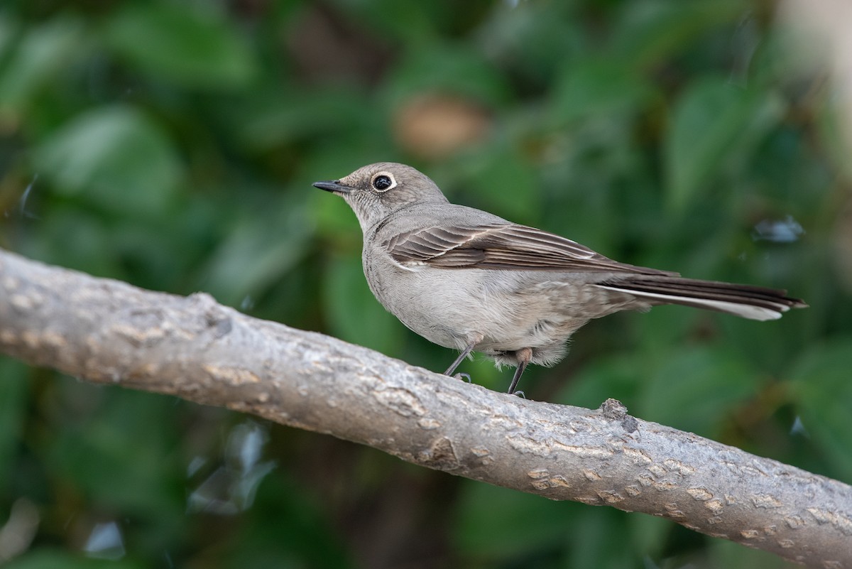 Townsend's Solitaire - ML539657721