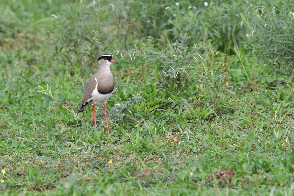 Crowned Lapwing - ML539658081