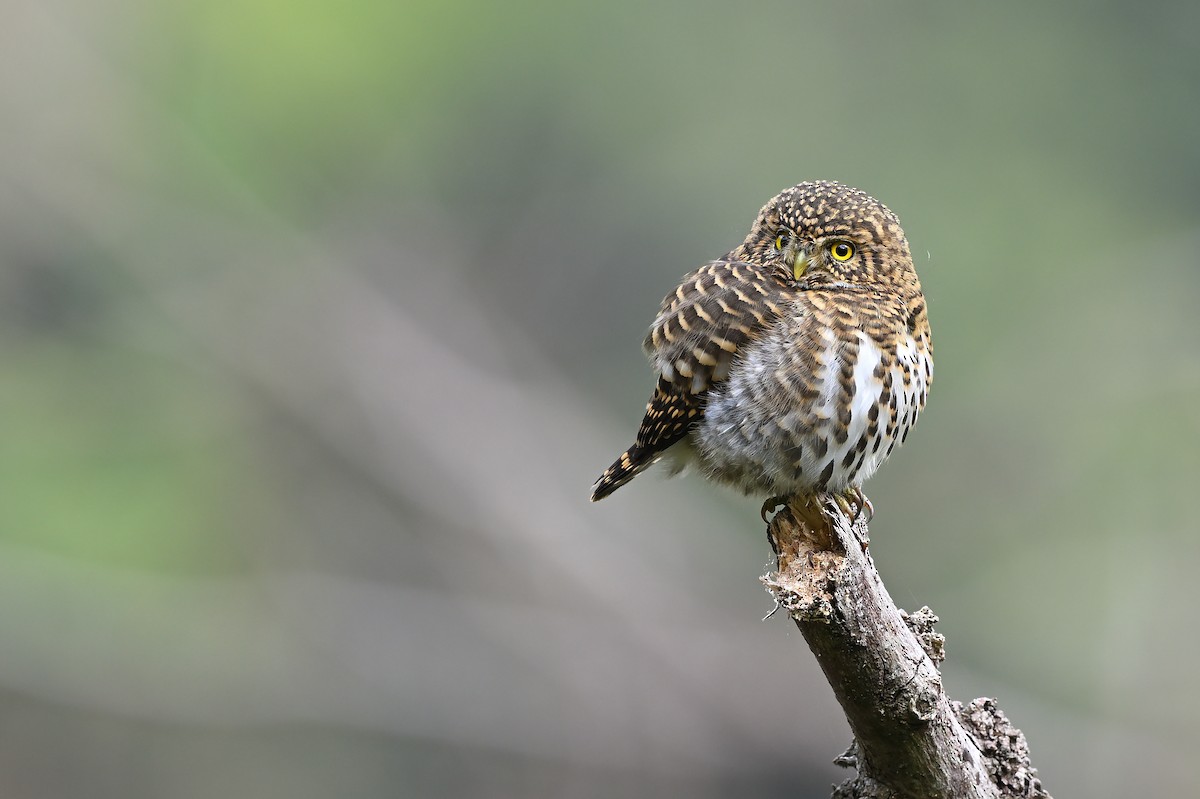 Collared Owlet - ML539671261