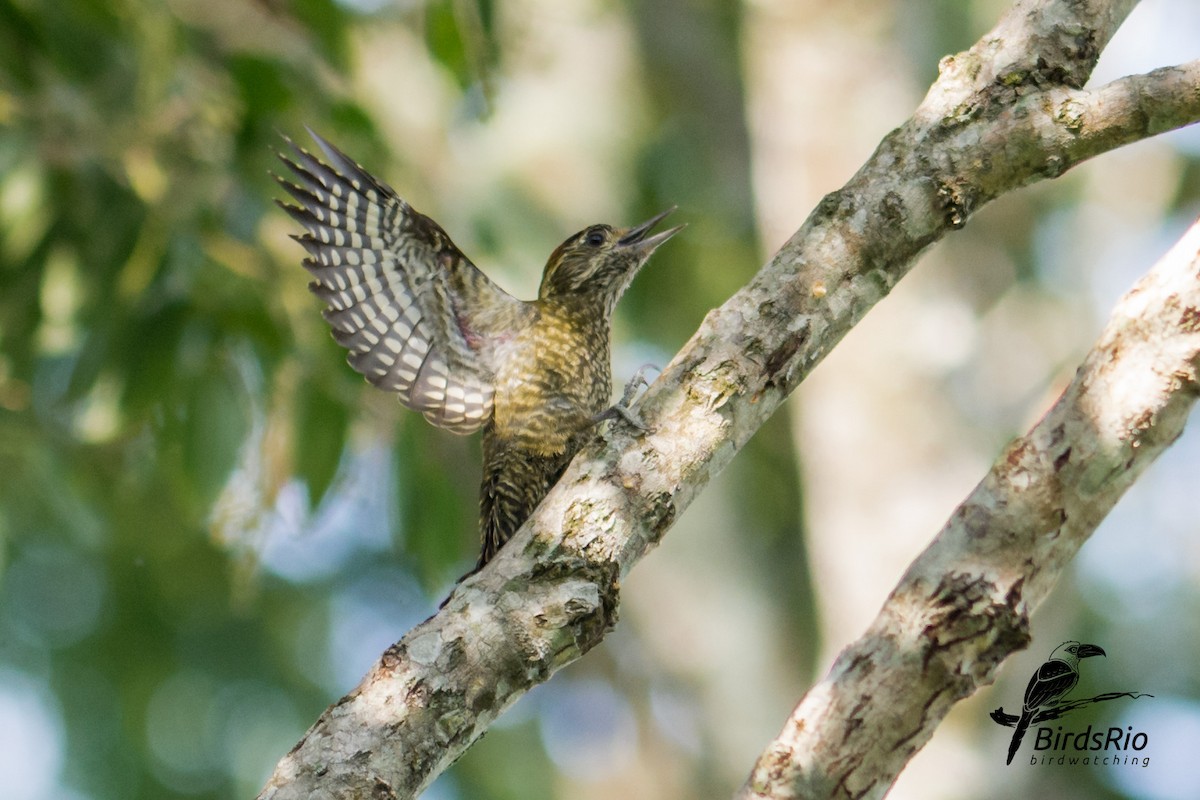Yellow-eared Woodpecker - Hudson - BirdsRio