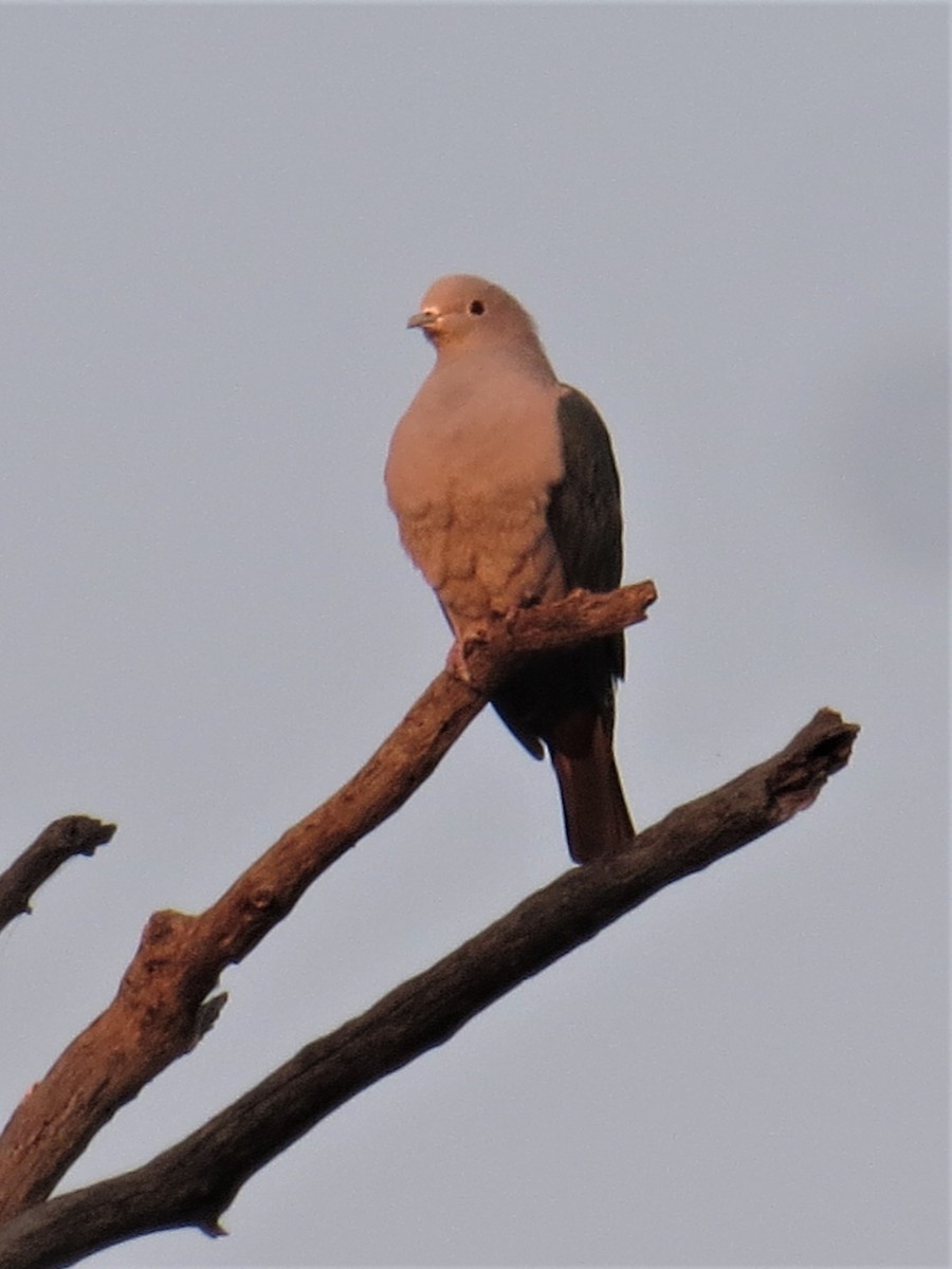 Green Imperial-Pigeon - ML539672871