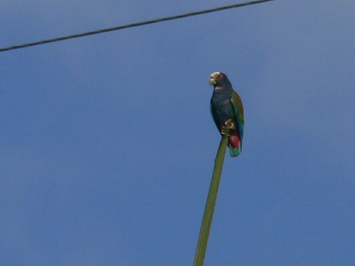 White-crowned Parrot - ML53967641