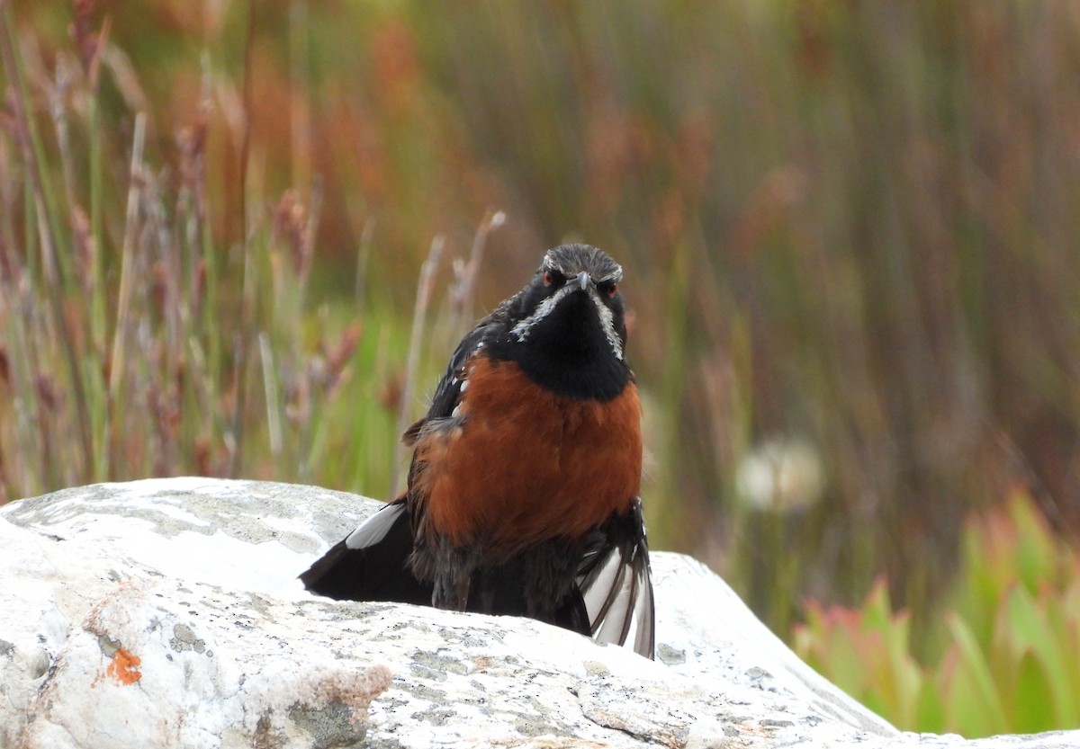 Cape Rockjumper - ML539677261
