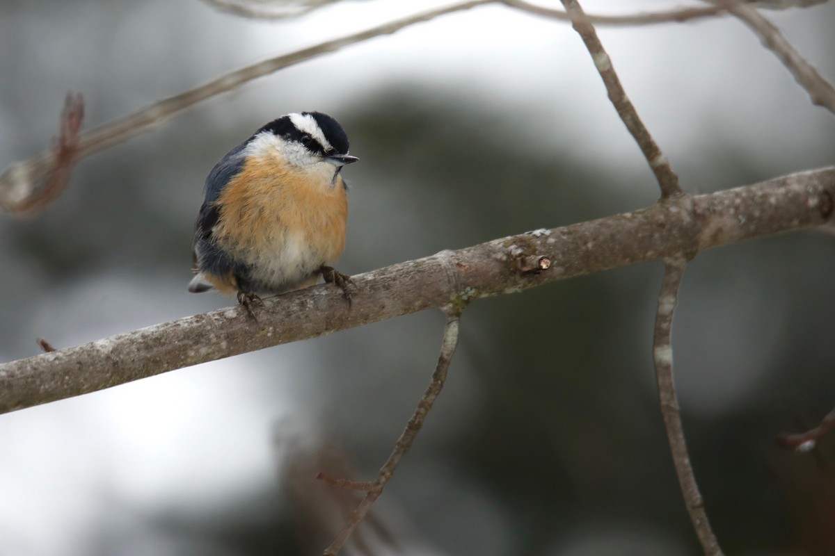 Red-breasted Nuthatch - Joshua Ward