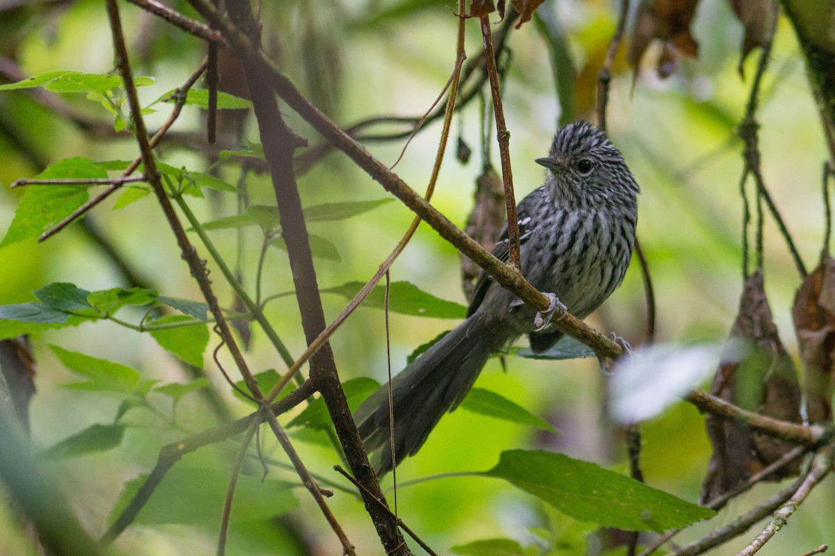 Dusky-tailed Antbird - Hudson - BirdsRio