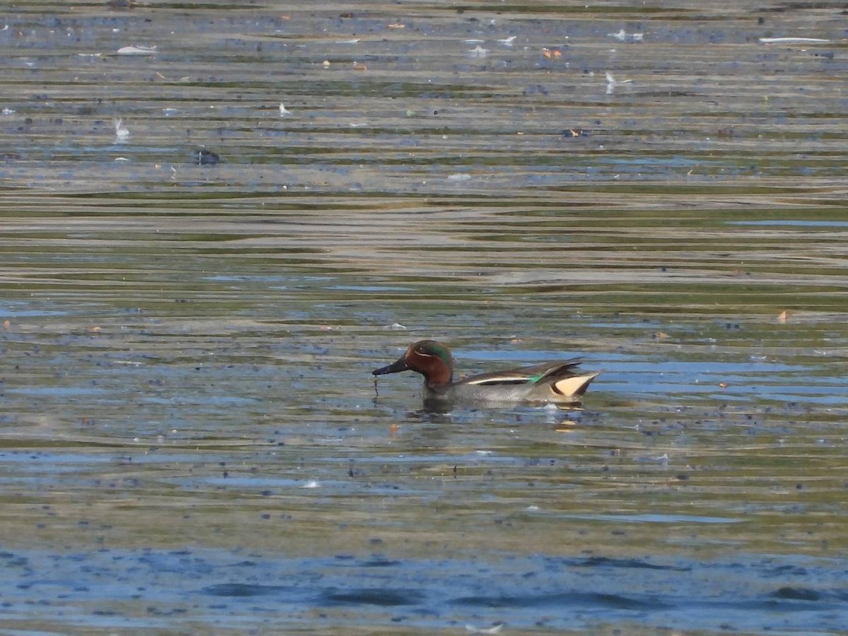 Green-winged Teal - ML539688711