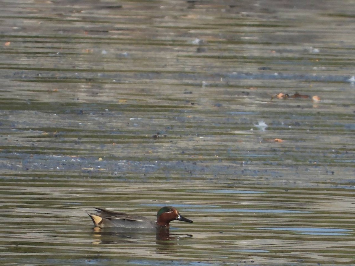 Green-winged Teal - ML539688751