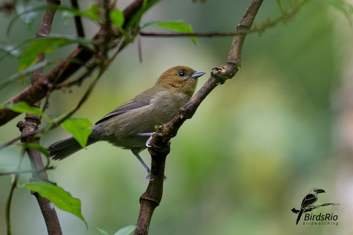 Chestnut-headed Tanager - Hudson - BirdsRio