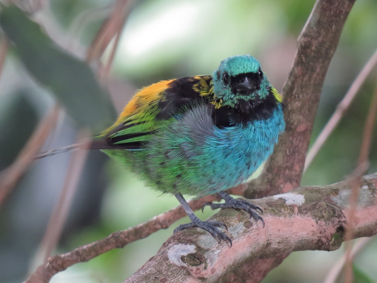 Green-headed Tanager - ML539689141