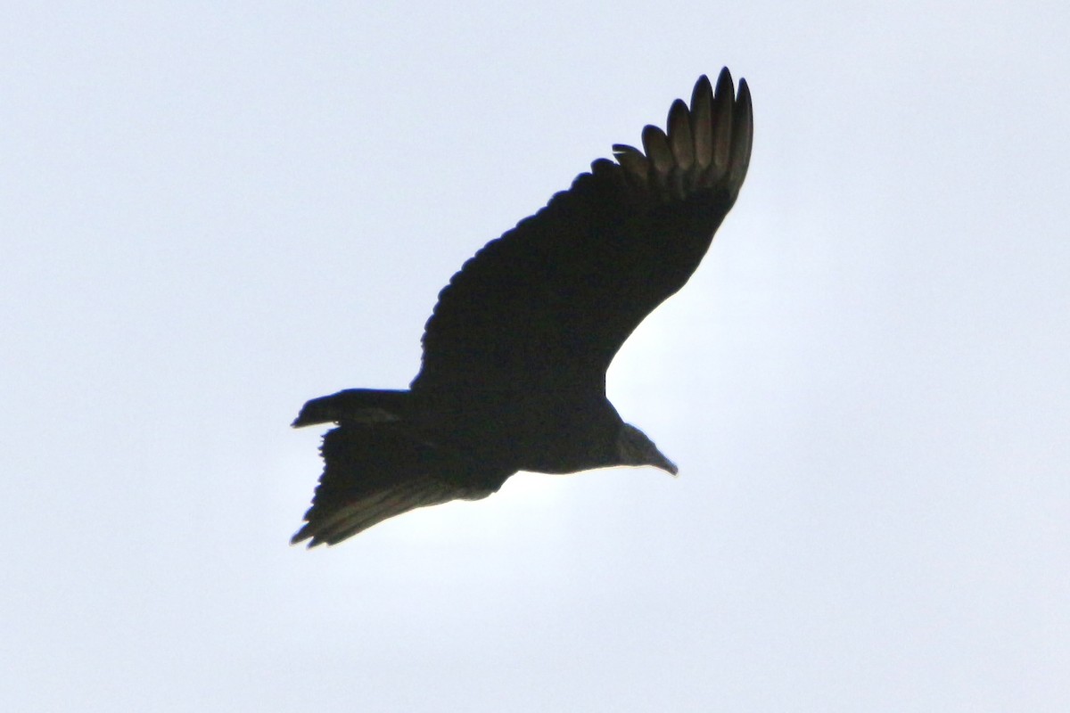 Black Vulture - Dan Mendenhall