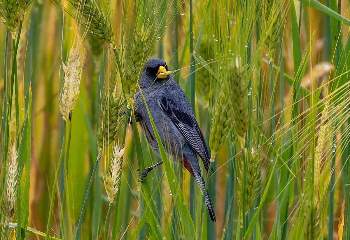 Band-tailed Seedeater - Steve Juhasz