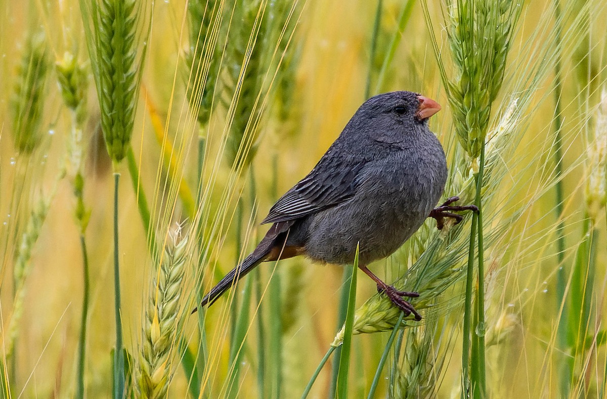 Plain-colored Seedeater - ML539693471