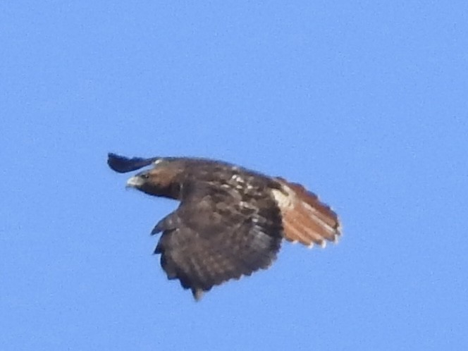 Red-tailed Hawk - ML539698301