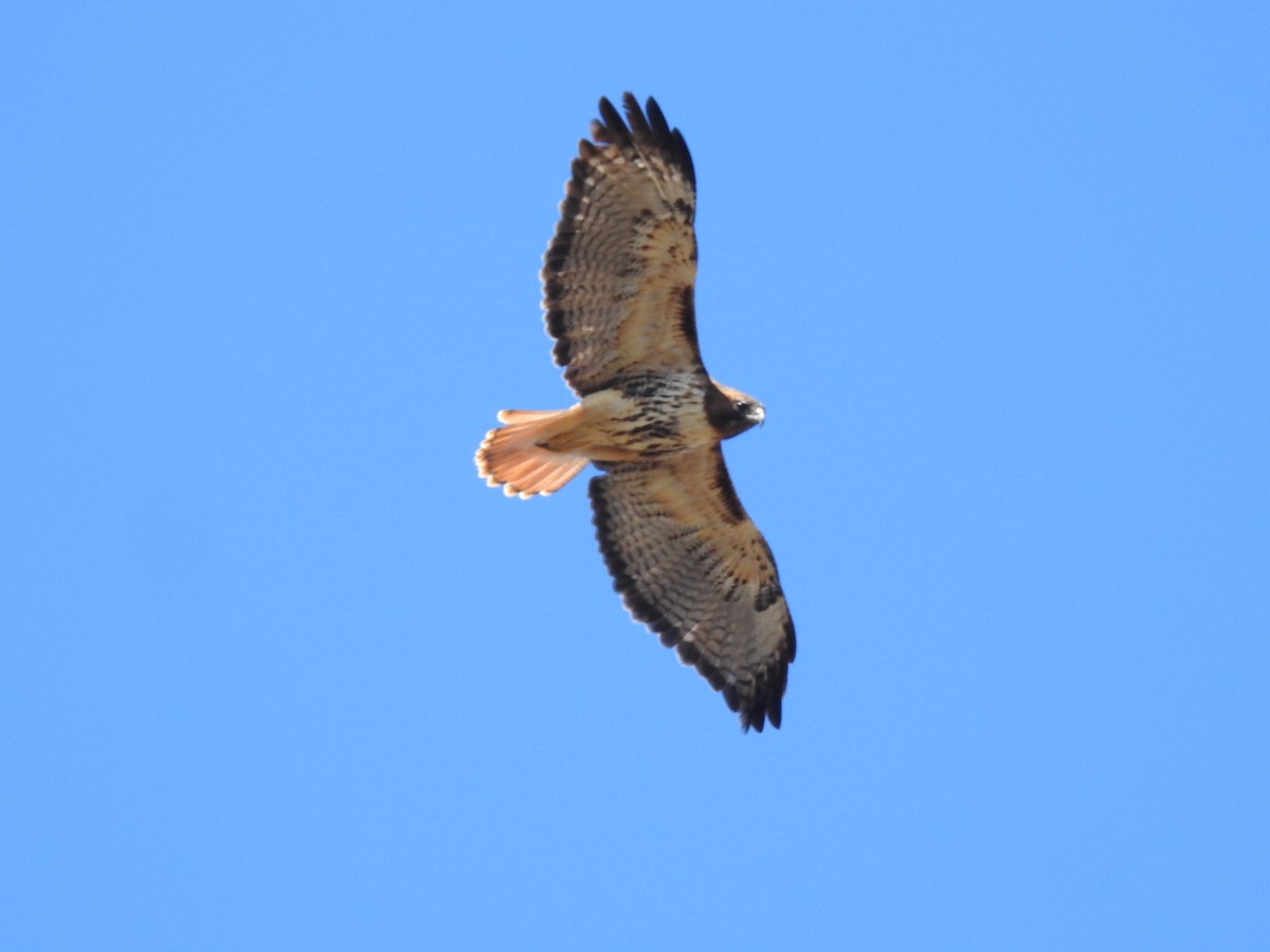Red-tailed Hawk - ML539698311
