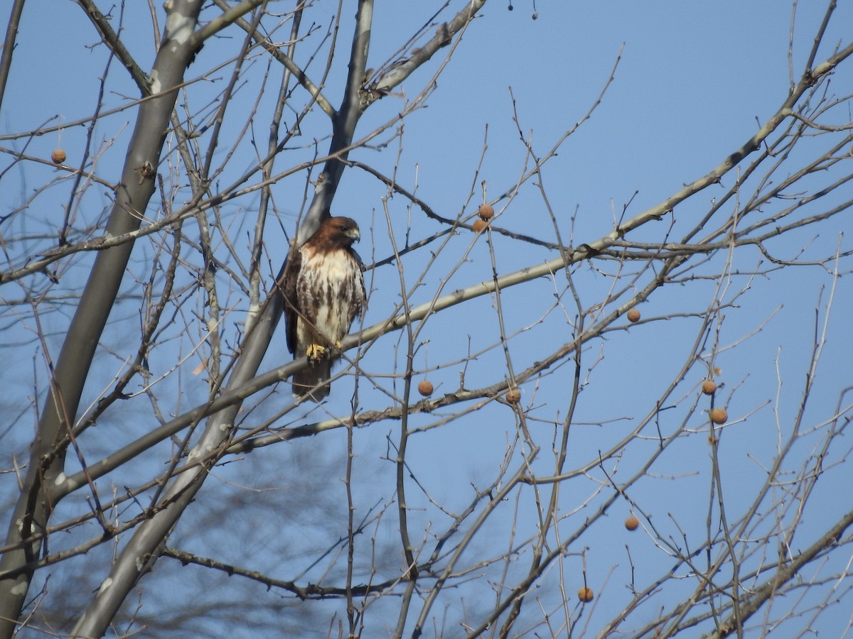 Red-tailed Hawk - ML539698321