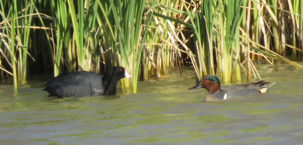 Green-winged Teal - ML539698751