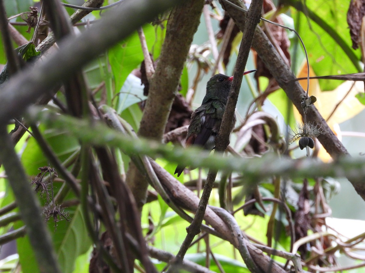 Rufous-tailed Hummingbird - ML539700841