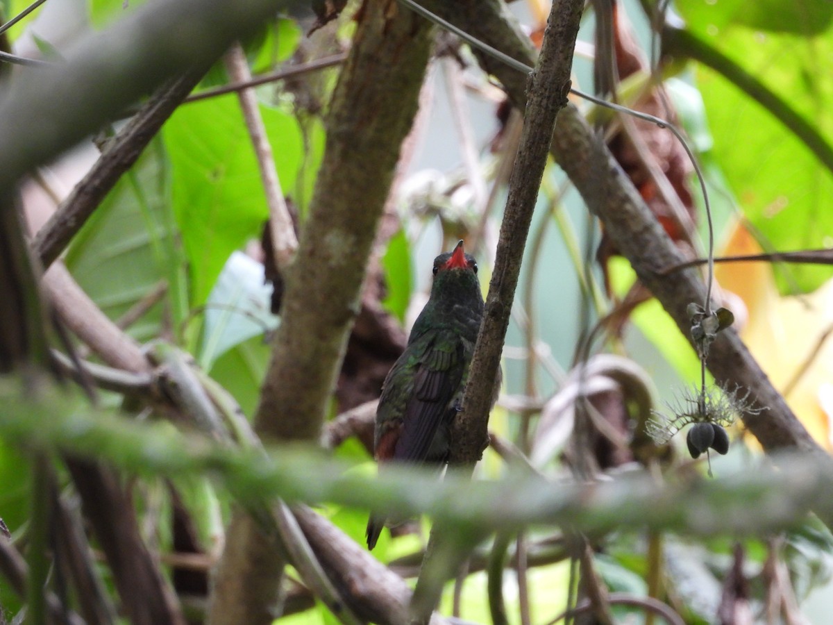 Rufous-tailed Hummingbird - ML539700851