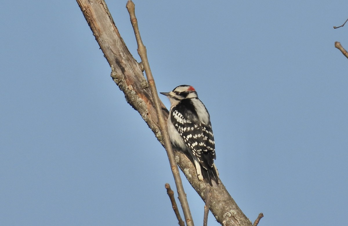 Downy Woodpecker - ML539704131
