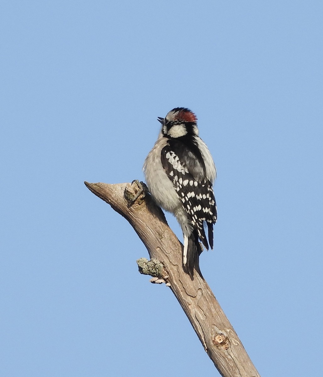 Downy Woodpecker - ML539704141