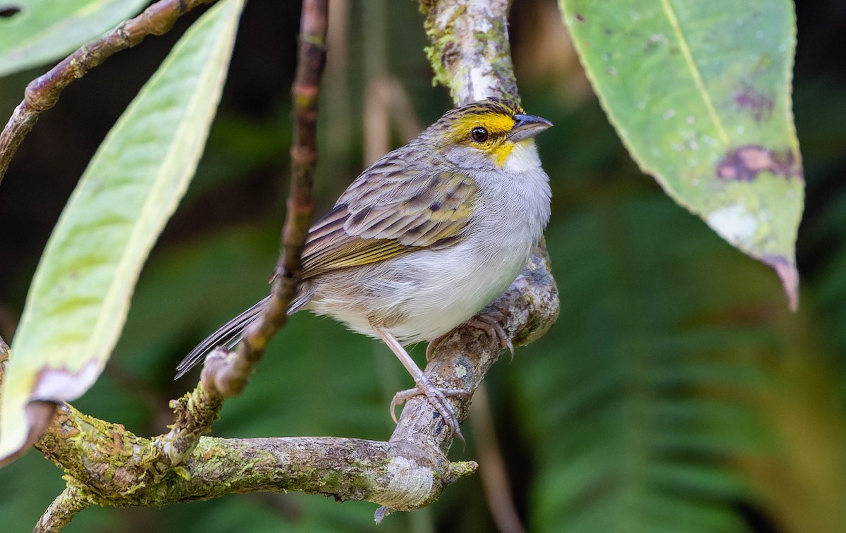 Yellow-browed Sparrow - ML539704891