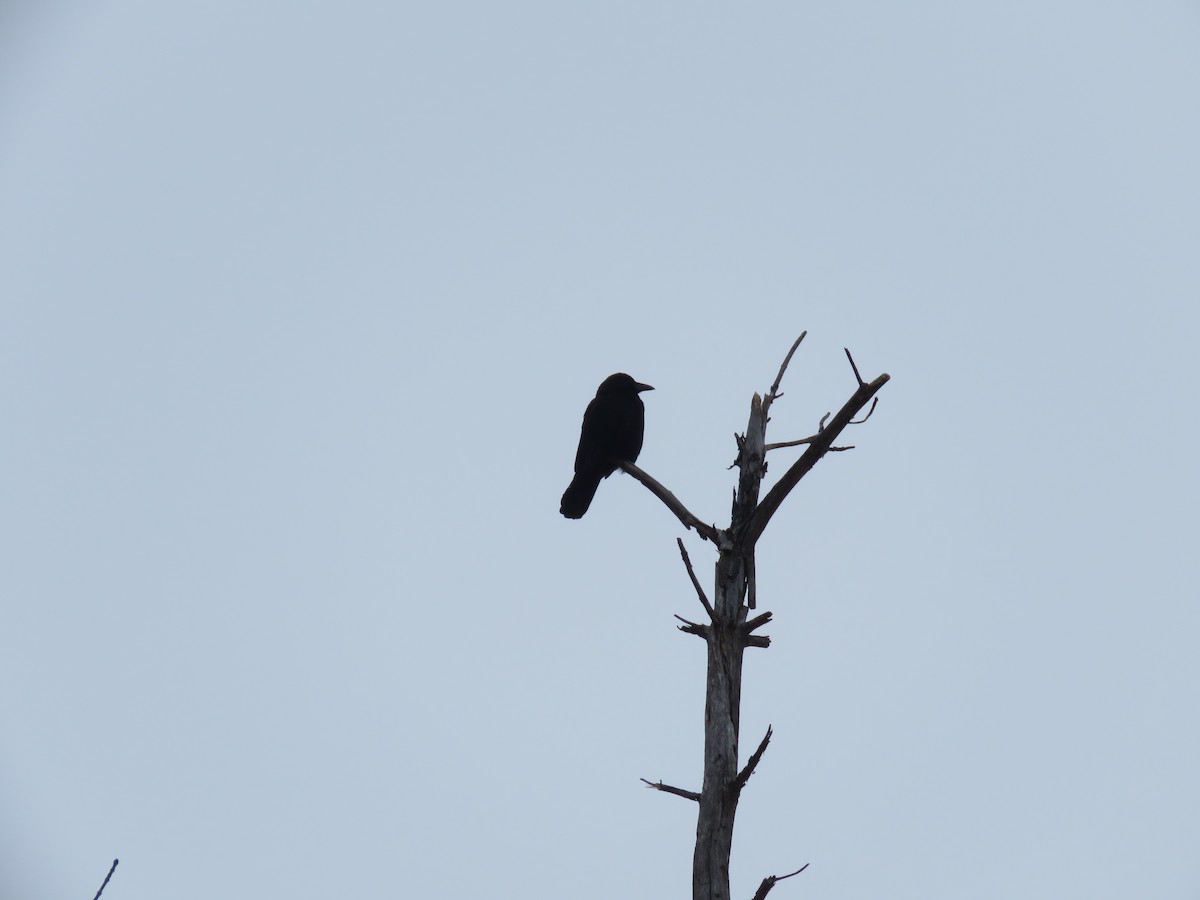 American Crow - ML539705301