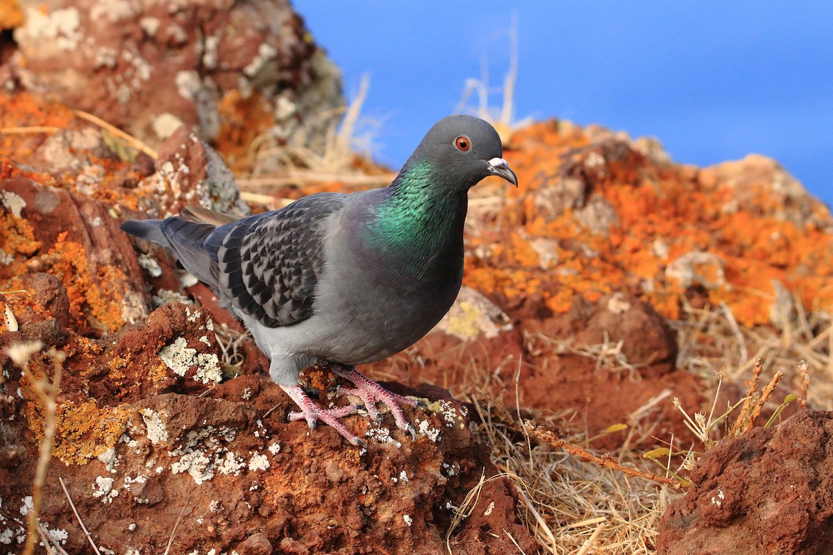 Rock Pigeon (Wild type) - ML539705971