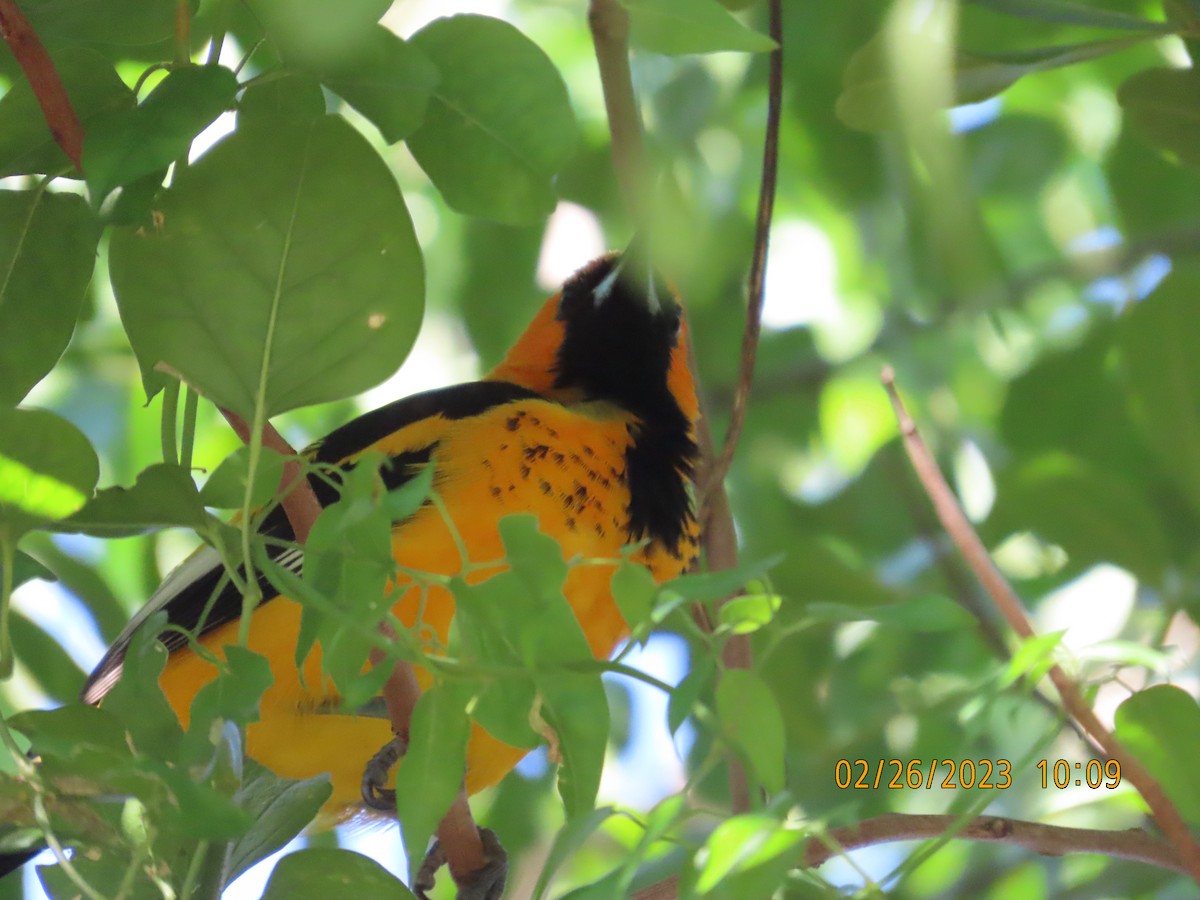 Spot-breasted Oriole - ML539707441