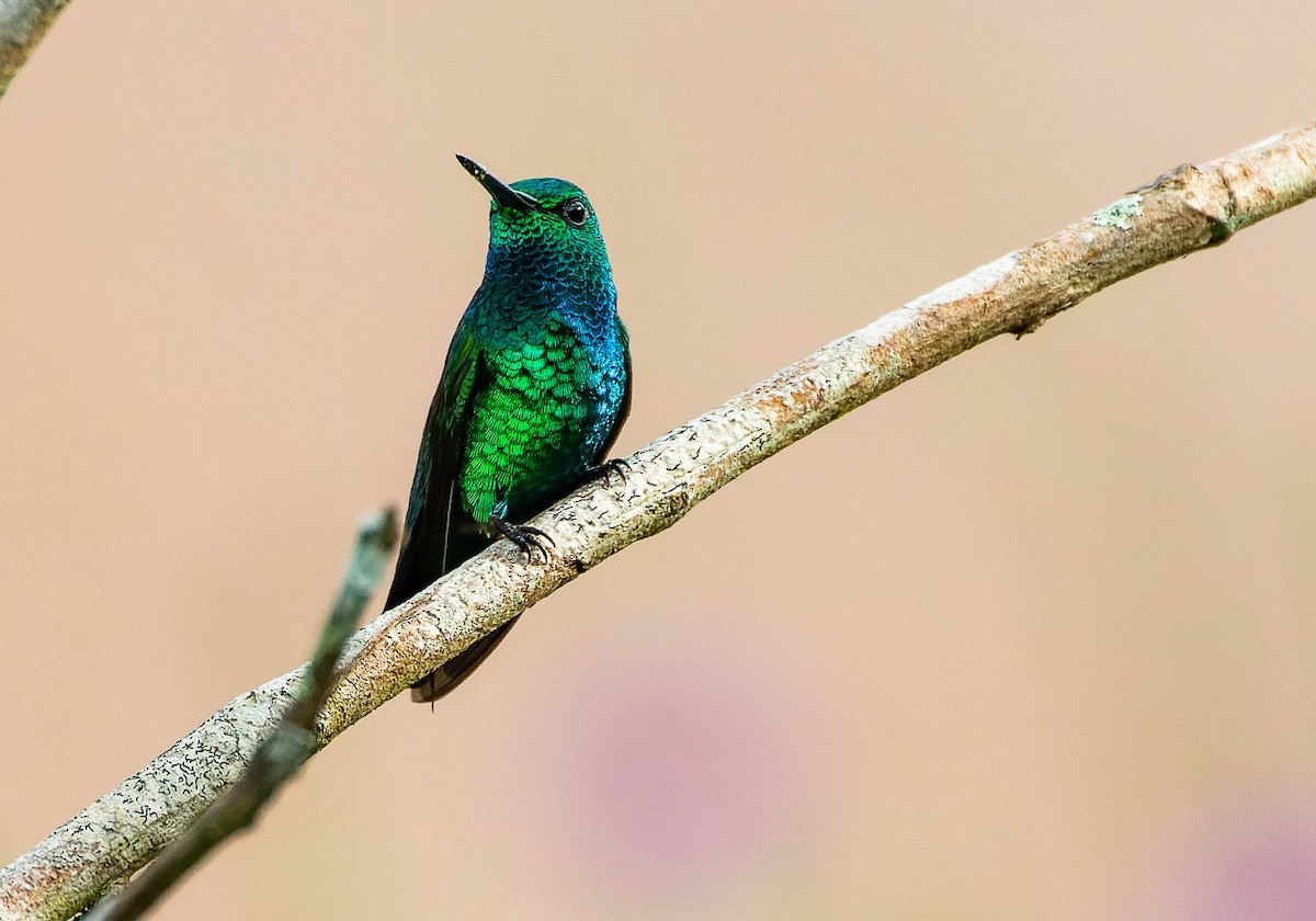 kolibřík modroocasý - ML539707591