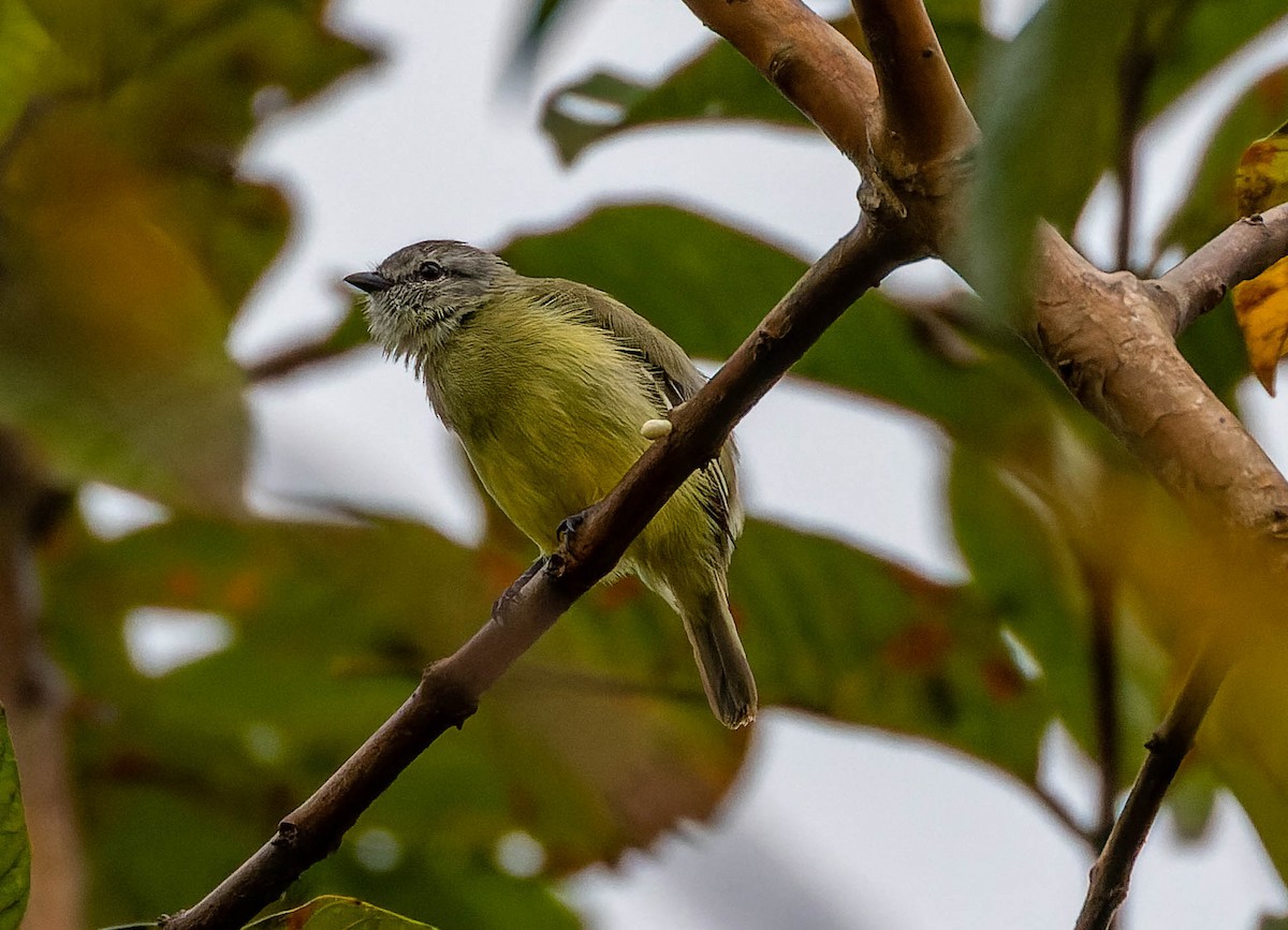 Yellow-crowned Tyrannulet - ML539708171