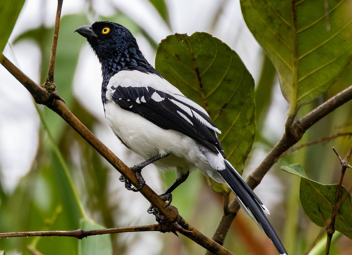 Magpie Tanager - ML539708241
