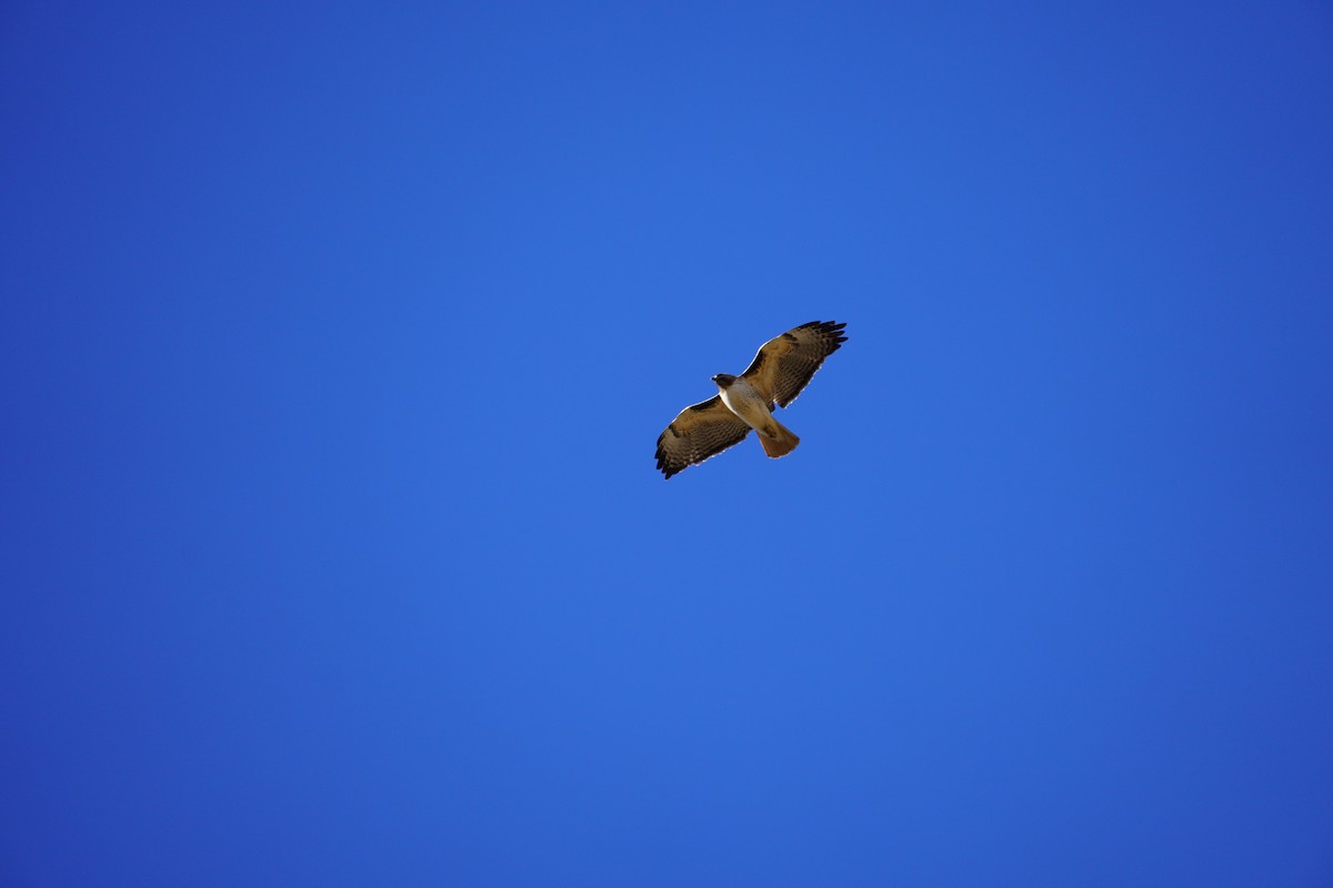 Red-tailed Hawk - ML539708921