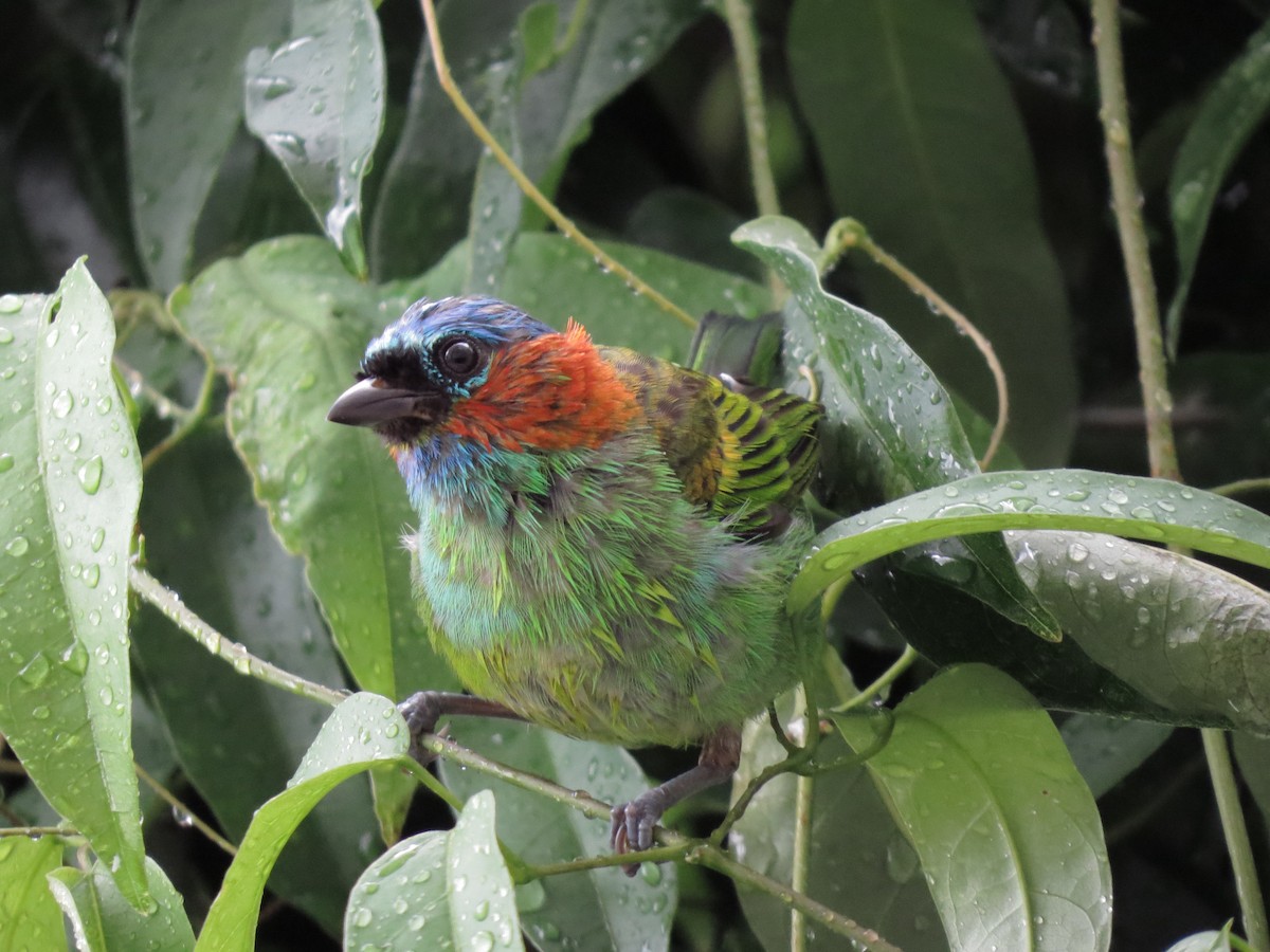Red-necked Tanager - ML539710891