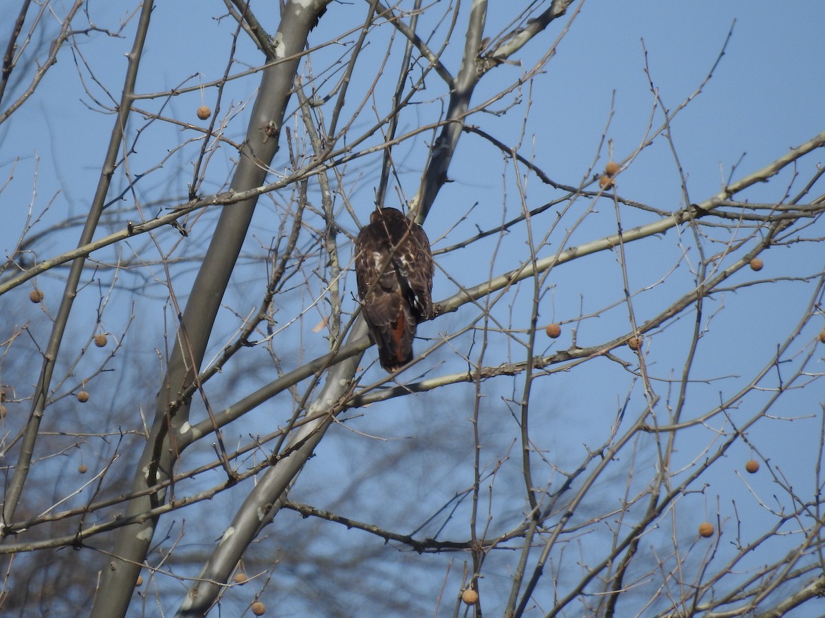 Red-tailed Hawk - ML539713071