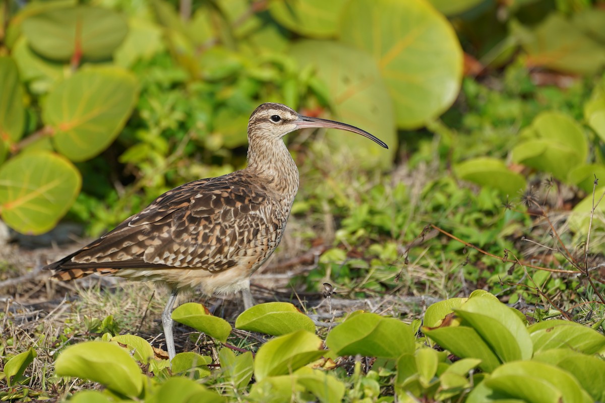 Bristle-thighed Curlew - ML539716451