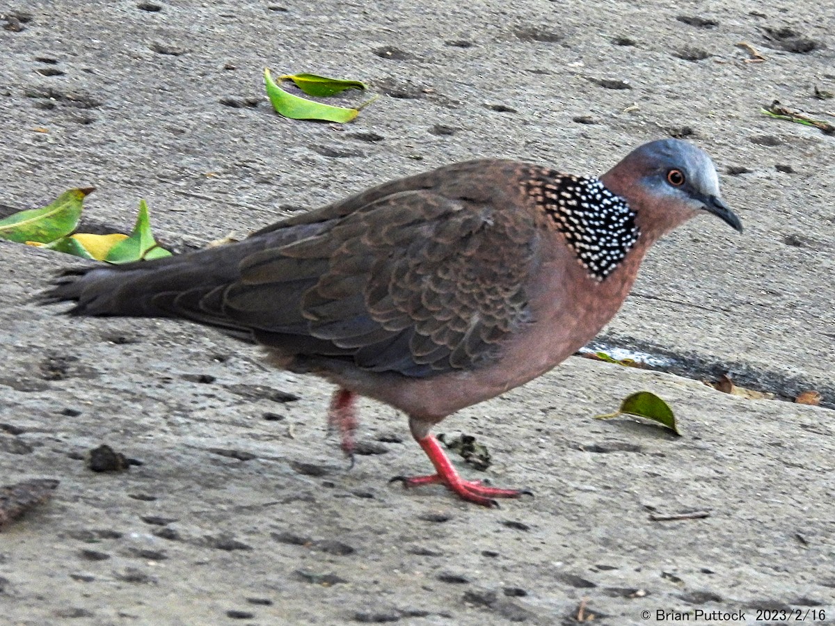 Spotted Dove - ML539716941