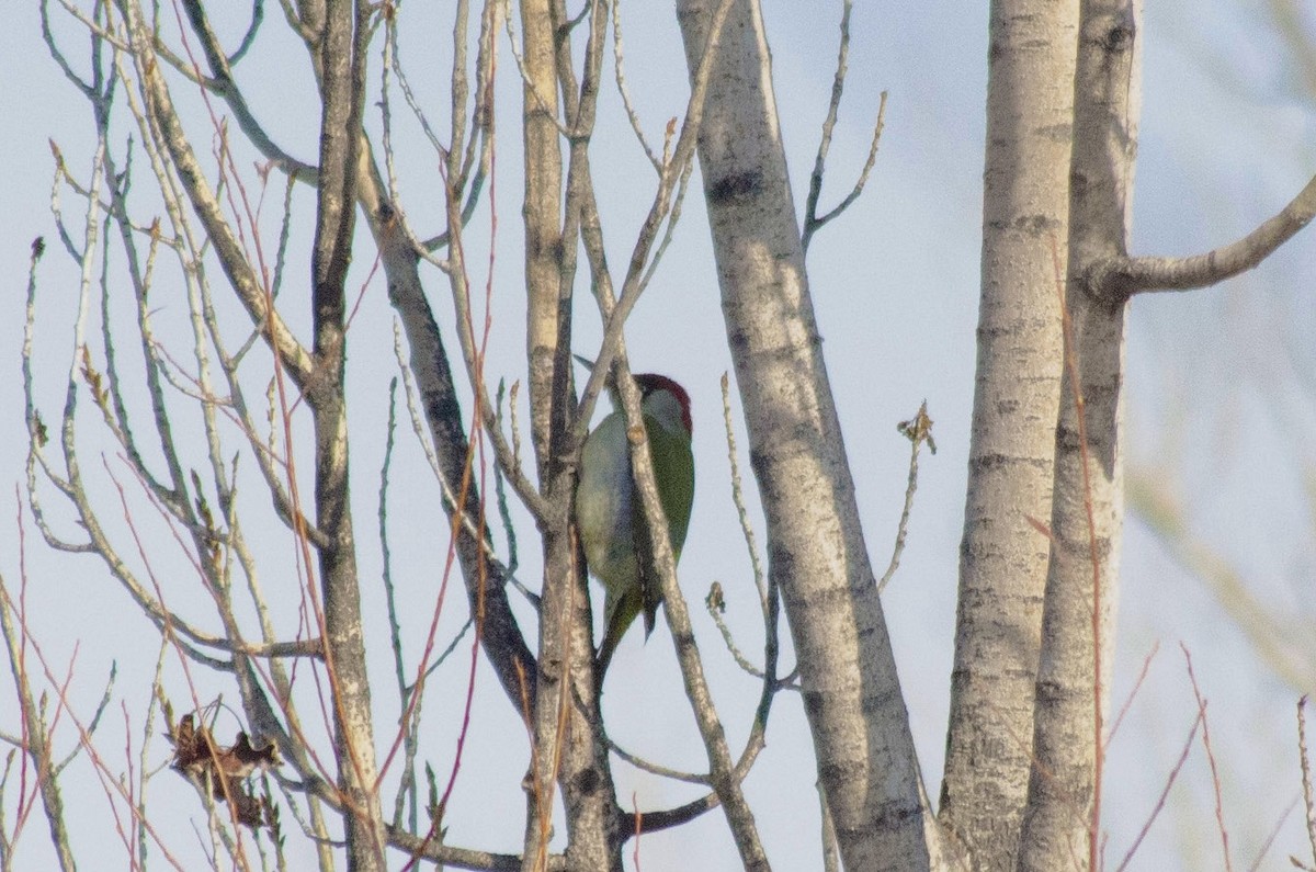 Eurasian Green Woodpecker - Murat Kağan Karayiğit