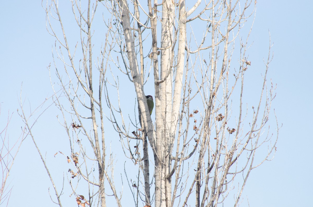 Eurasian Green Woodpecker - ML539719911