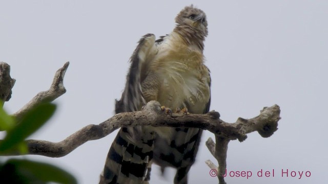 Crested Eagle - ML539721651