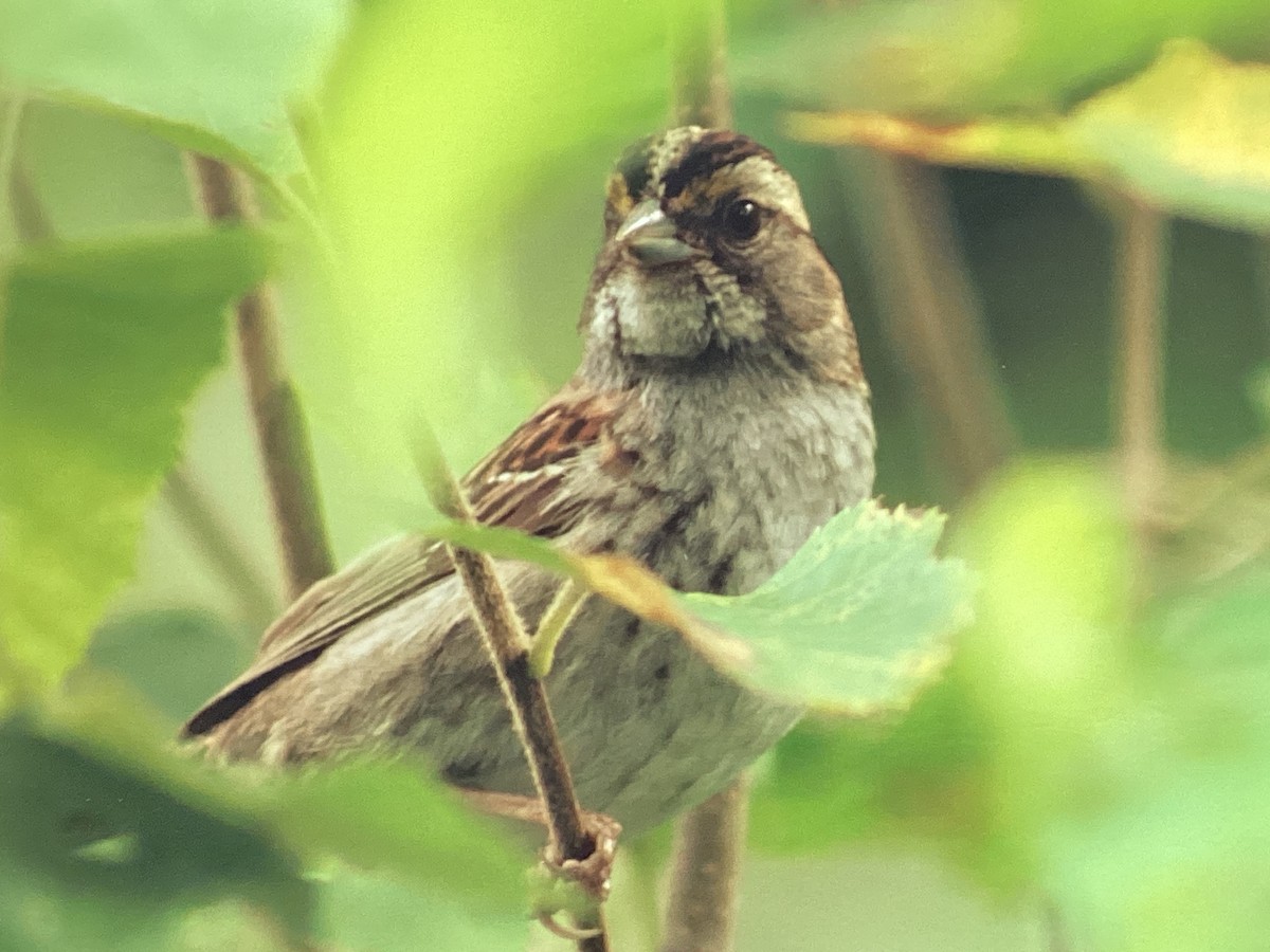 White-throated Sparrow - ML539733091