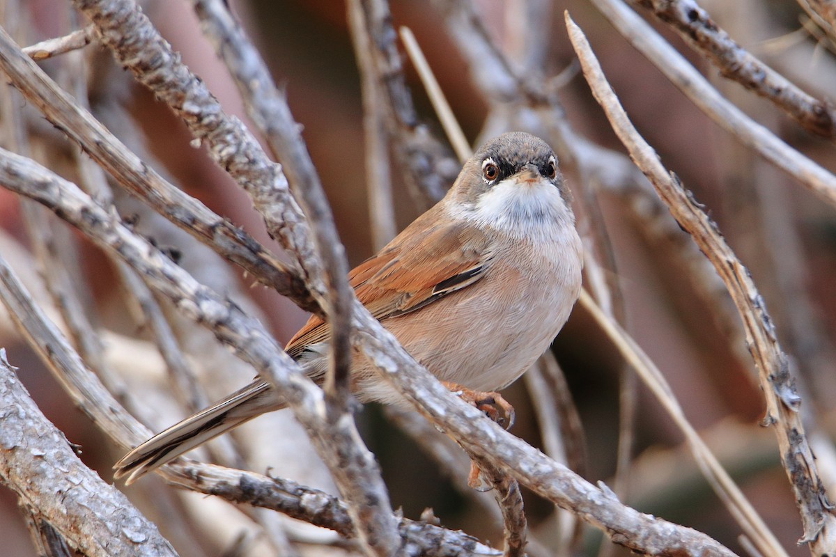 Spectacled Warbler - ML539735341