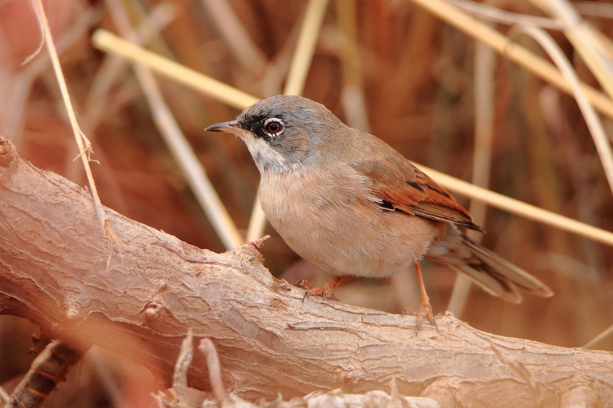 Spectacled Warbler - ML539735351