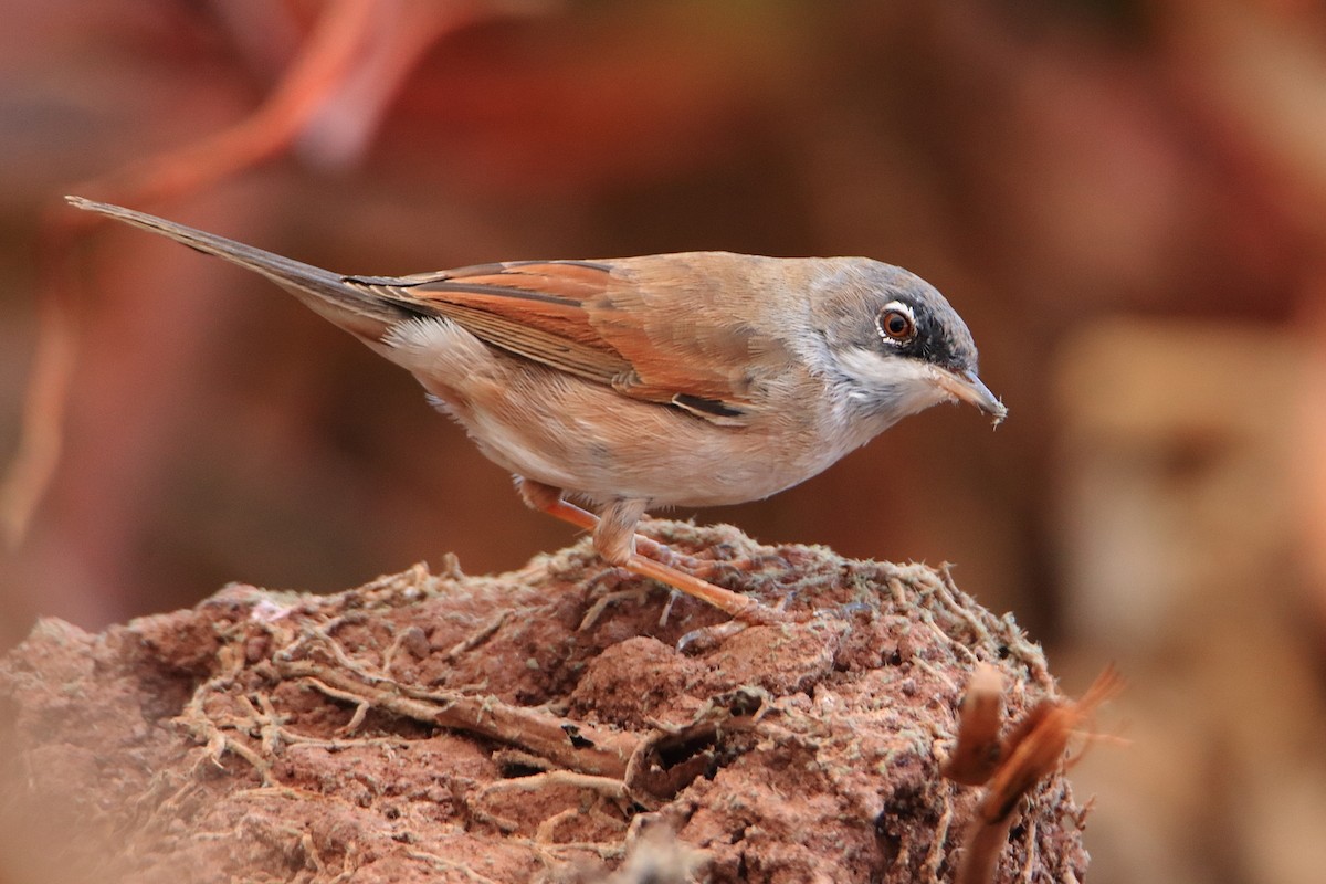 Spectacled Warbler - ML539735611